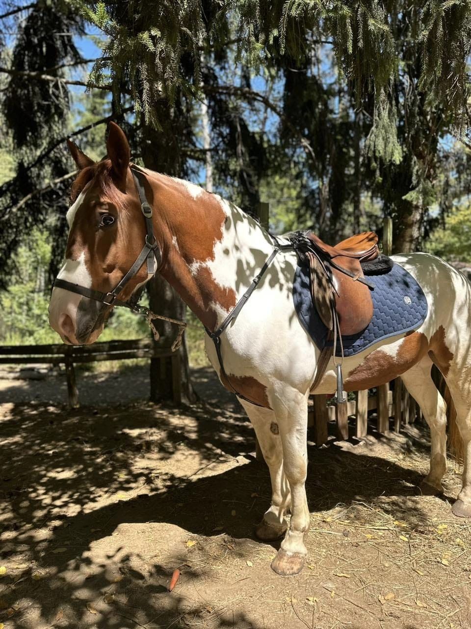 horse from horse stable dragalevtsy