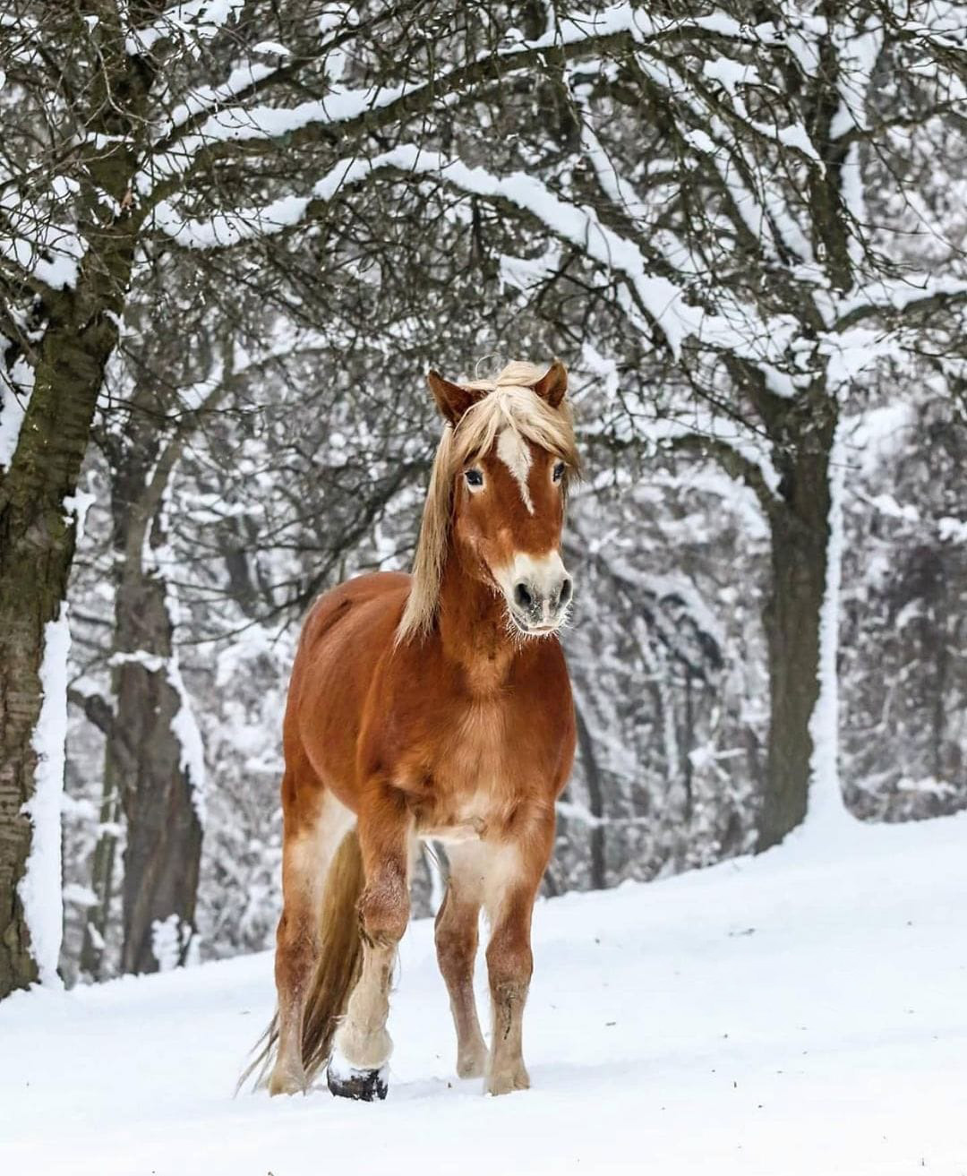 horseridingsofia